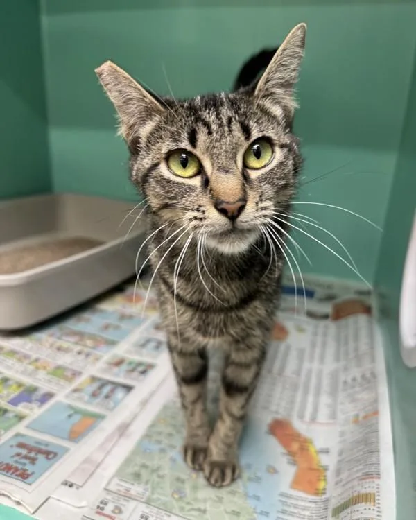 An adult small-sized female Domestic Short Hair cat named Gaia for adoption in Novato, CA