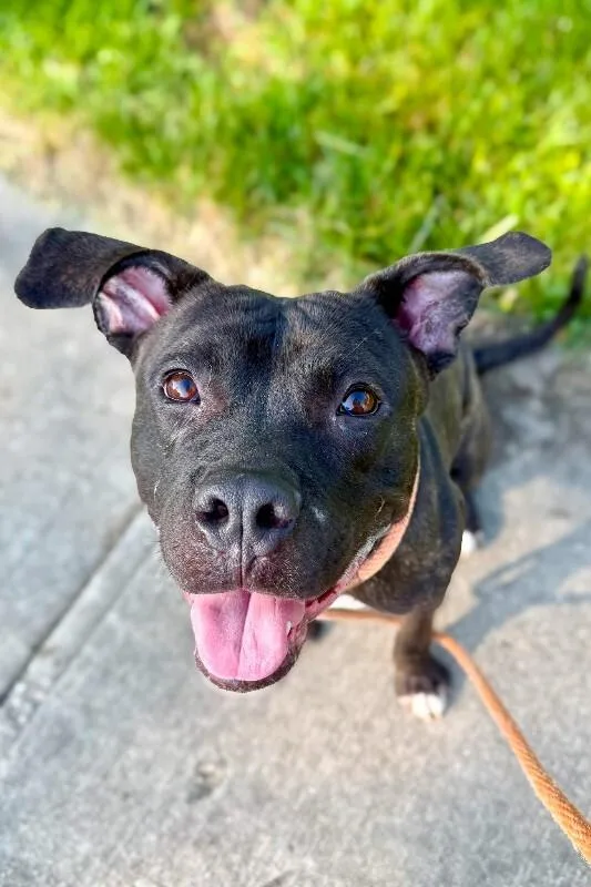 An adult medium-sized male Black Mixed Breed dog named Nougat for adoption in Cincinnati, OH