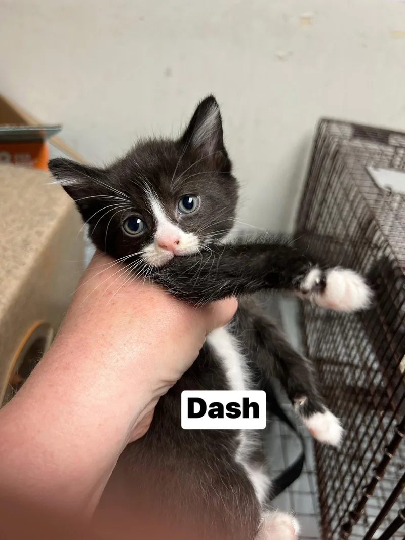 Dash