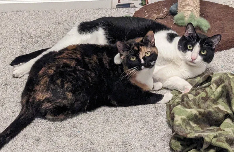 An adult medium-sized female Tortoiseshell cat named Josie for adoption in Garland, TX