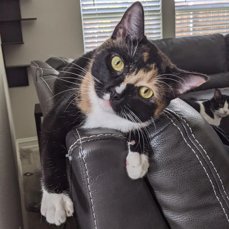 Josie thumbnail 3