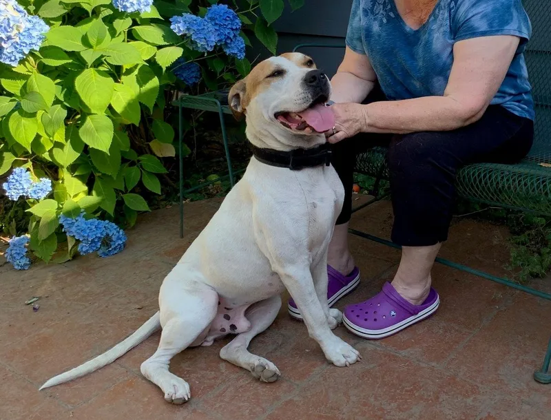 An adult medium-sized male Pit Bull Terrier dog named Luke for adoption in Ventura, CA