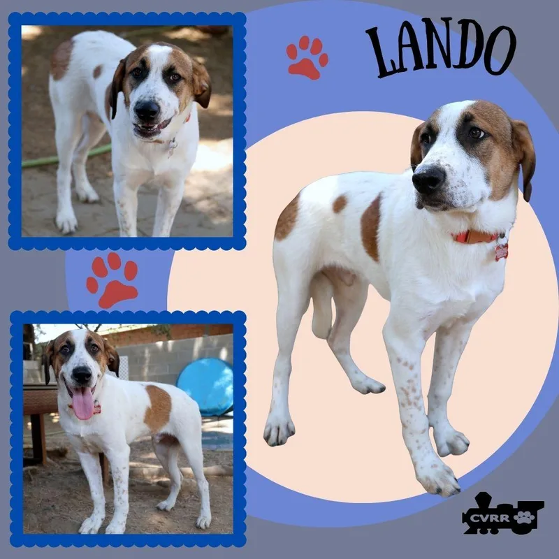 Lando