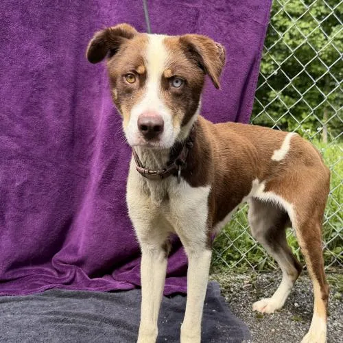 A young medium-sized female Bicolor Mixed Breed dog named Muesli for adoption in Toms River, NJ