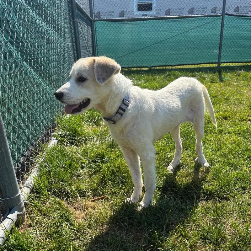 Daphne