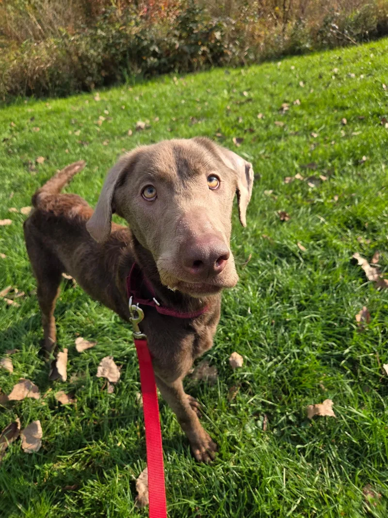 An adult large-sized male Gray / Blue / Silver Chocolate Labrador Retriever dog named PhantomNot Accepting Applications Yet for adoption in Medina, OH