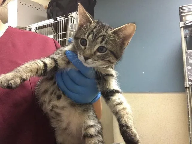 A baby small-sized female Domestic Short Hair cat named Lemon Meringue for adoption in Riverside, CA