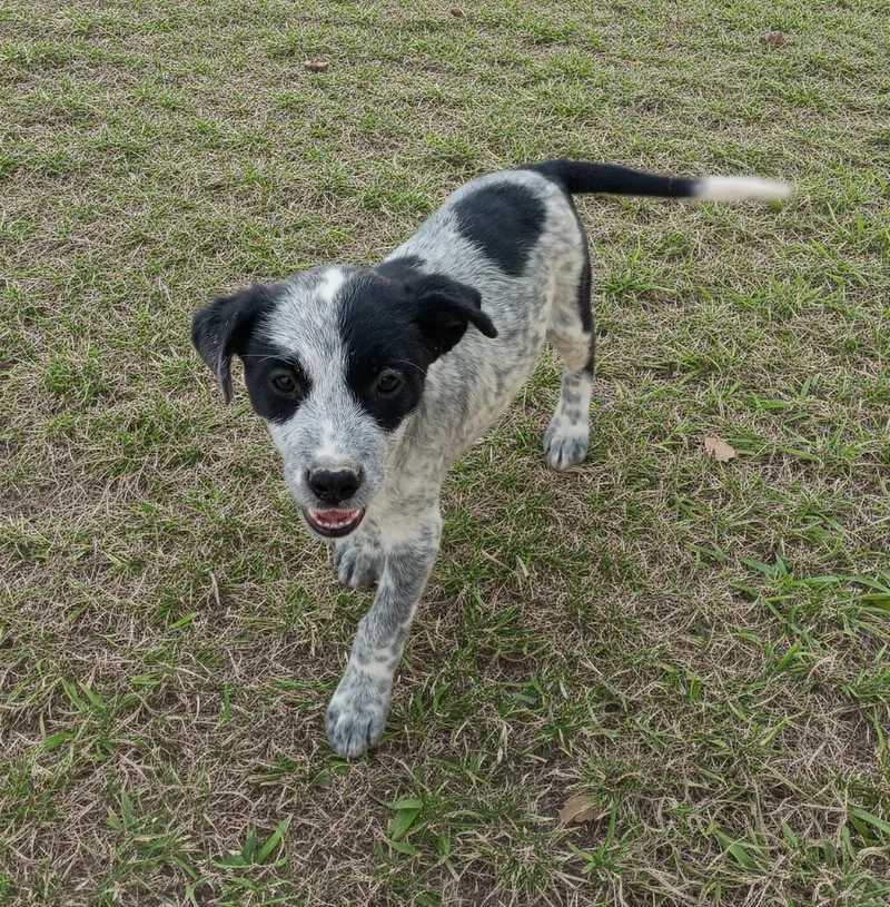 A young medium-sized female Black Australian Cattle Dog / Blue Heeler dog named Sweets for adoption in Evergreen, CO