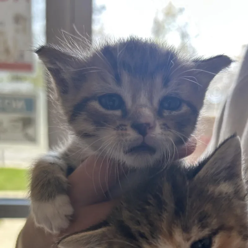 A baby small-sized male Buff / Tan / Fawn Domestic Short Hair cat named Laurence for adoption in Chattanooga, TN