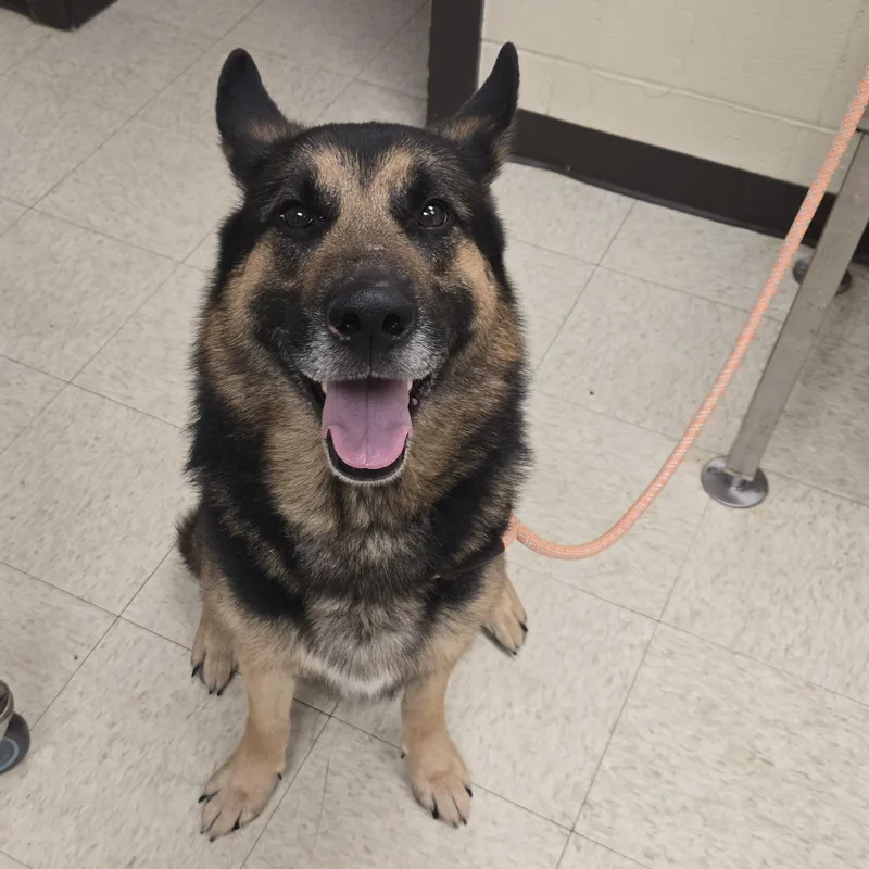 An adult large-sized male German Shepherd Dog dog named Gulliver for adoption in Xenia , OH