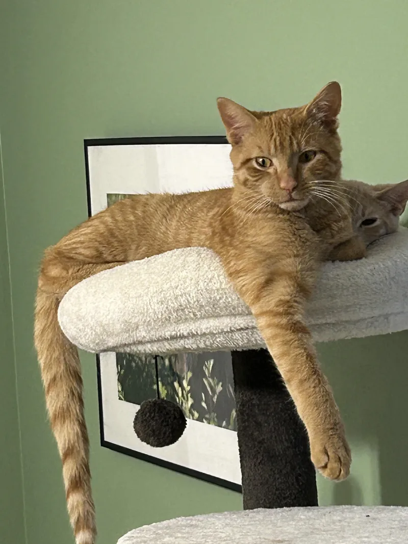 A baby medium-sized male Orange / Red Domestic Short Hair cat named Honeycrisp for adoption in Albany, NY