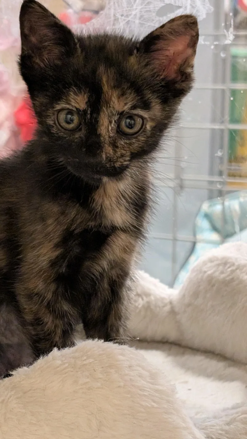 A baby medium-sized female Tortoiseshell cat named Vivian for adoption in Missoula, MT