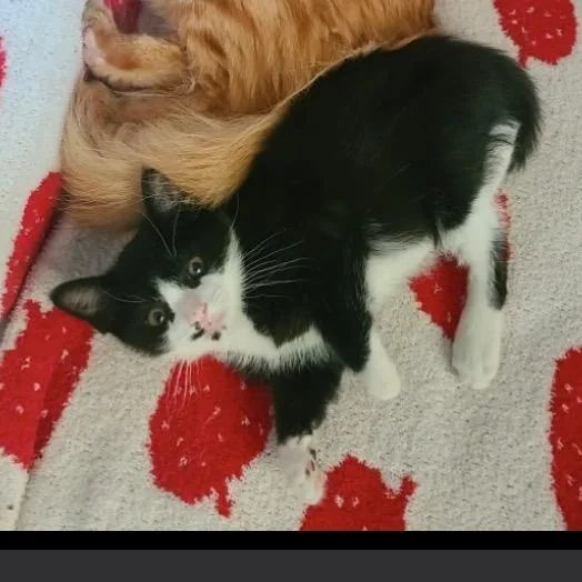 A baby medium-sized male Black & White / Tuxedo Domestic Short Hair cat named Ray Ray for adoption in Oceanside, CA