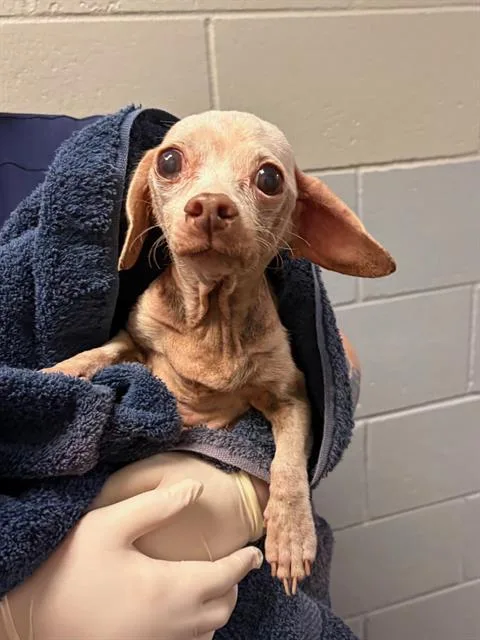 An adult small-sized female Mixed Breed dog named Niva for adoption in Jacksonville, FL