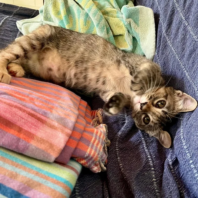 A baby small-sized female Gray / Blue / Silver Domestic Short Hair cat named Zinnia for adoption in Waco, TX