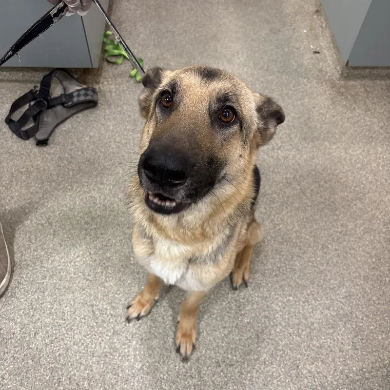 An adult large-sized female Brown / Chocolate Mixed Breed dog named Lincoln for adoption in Jacksonville, FL
