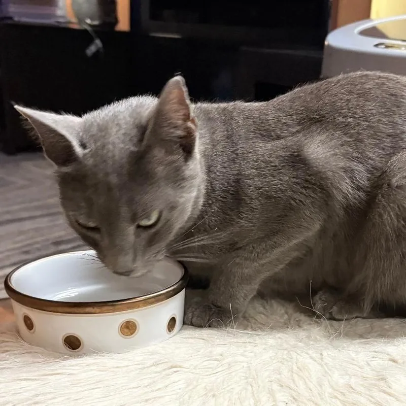 An adult small-sized female Gray / Blue / Silver Domestic Short Hair cat named Stella for adoption in Gastonia, NC