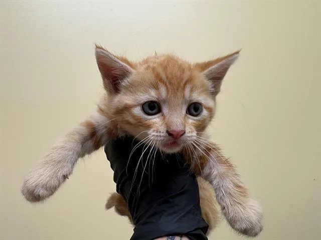 A baby small-sized male Domestic Short Hair cat named Tater for adoption in Tustin, CA
