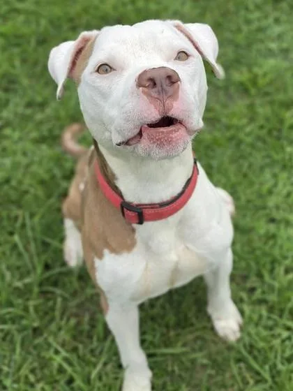 An adult large-sized male Pit Bull Terrier dog named Munch for adoption in Conway, SC