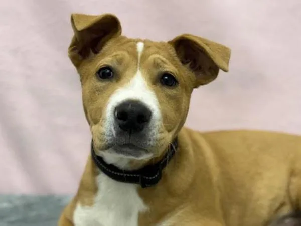 A baby small-sized male Pit Bull Terrier dog named Dylan for adoption in Portland, OR