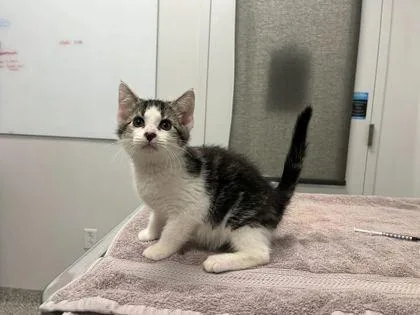 A baby small-sized female Brown / Chocolate Domestic Short Hair cat named Haunted x The Black for adoption in Kansas City, MO
