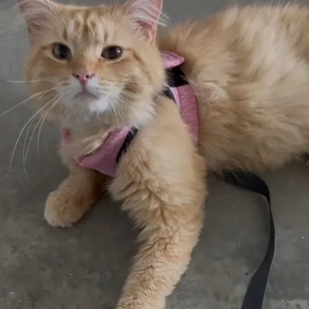 A young medium-sized male Domestic Medium Hair cat named Nugget for adoption in Decatur, AL
