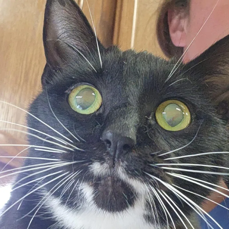 An adult medium-sized female Black Domestic Short Hair cat named Mona Lisa  U for adoption in Tupelo, MS