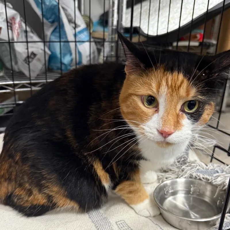 An adult small-sized female Calico Domestic Short Hair cat named Callie for adoption in Normal, IL