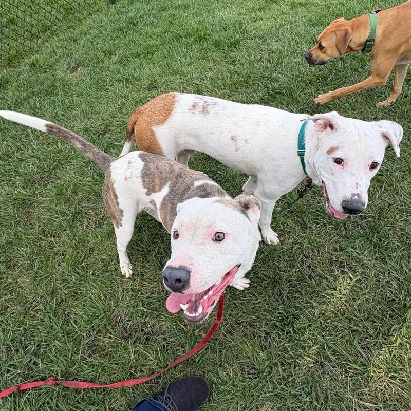 A young medium-sized male Brindle Mixed Breed dog named Beckham for adoption in Wheeling, IL