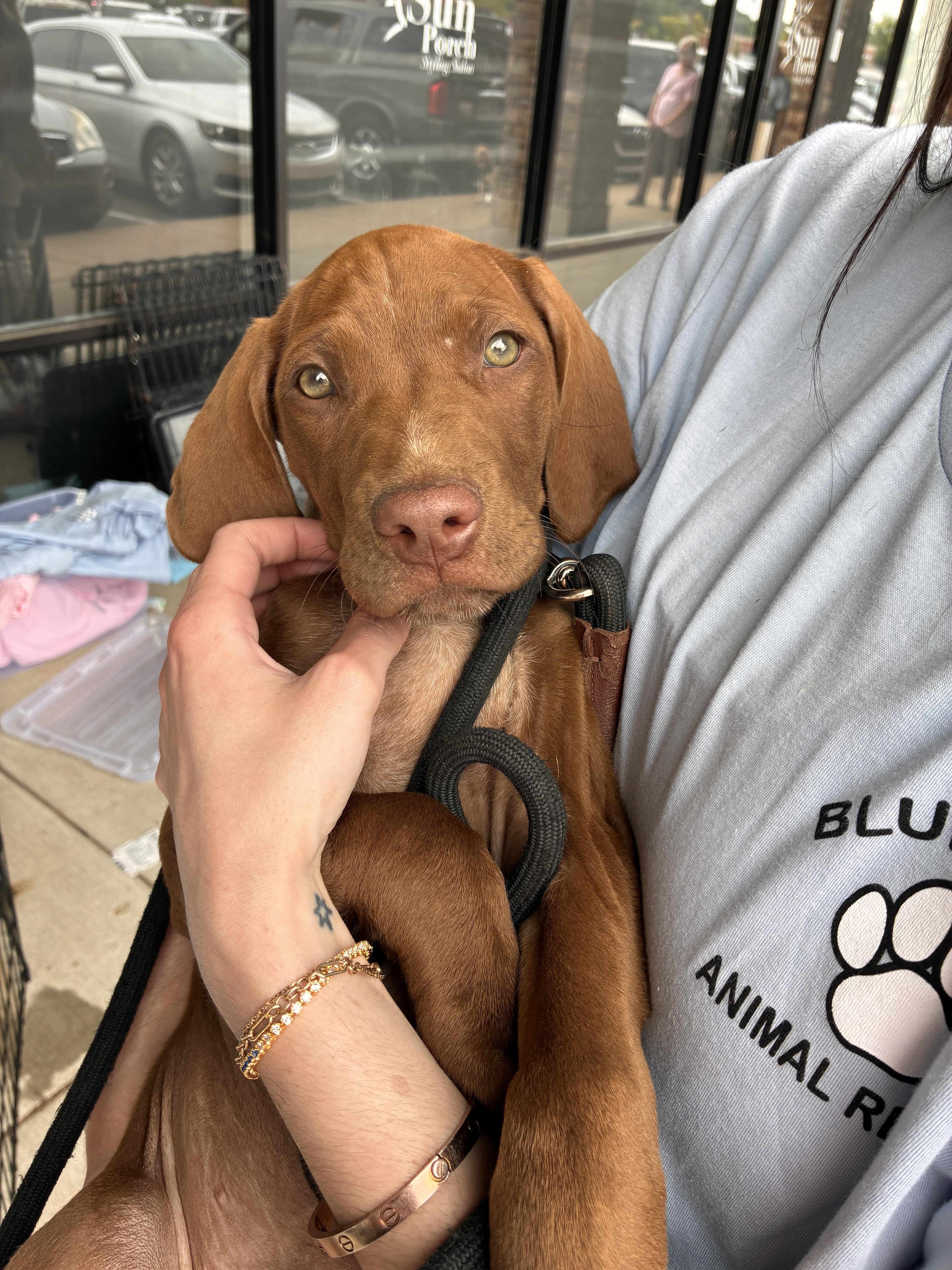 A baby medium-sized male Red / Chestnut / Orange Vizsla dog named Jethrow for adoption in Cordova, TN
