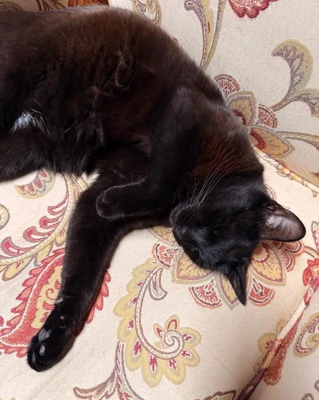 An adult medium-sized male Black Domestic Short Hair cat named Momo for adoption in Eureka, CA