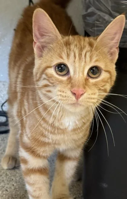 An adult medium-sized female Domestic Short Hair cat named Gloria for adoption in Lafayette, IN