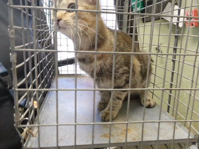 A baby small-sized female Domestic Short Hair cat named Summer for adoption in Tulsa, OK