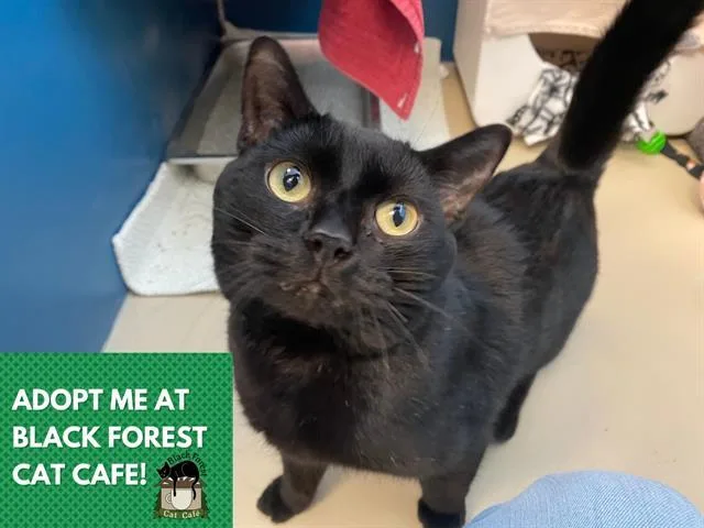 A young medium-sized male Domestic Short Hair cat named Moe for adoption in Fort Wayne, IN