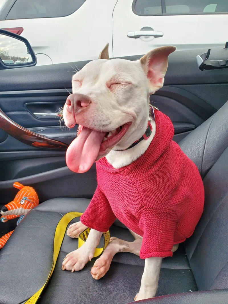 An adult medium-sized female Staffordshire Bull Terrier dog named Stella for adoption in Oakhurst, NJ