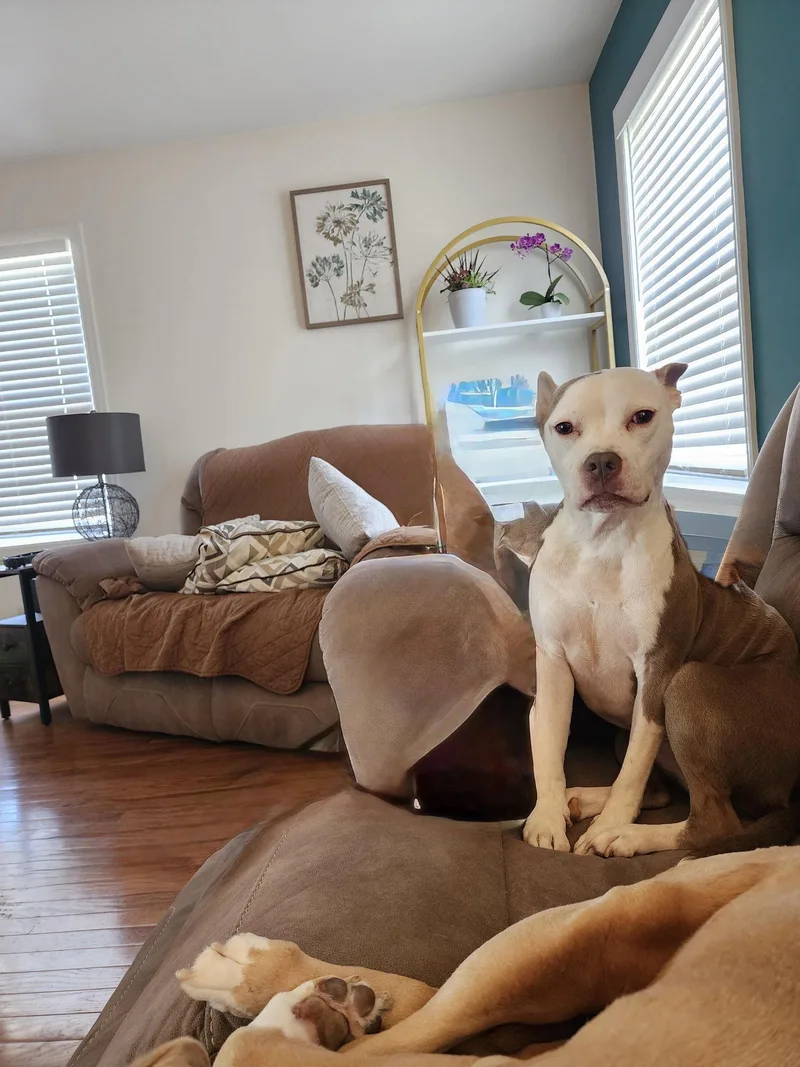 Stella thumbnail 2