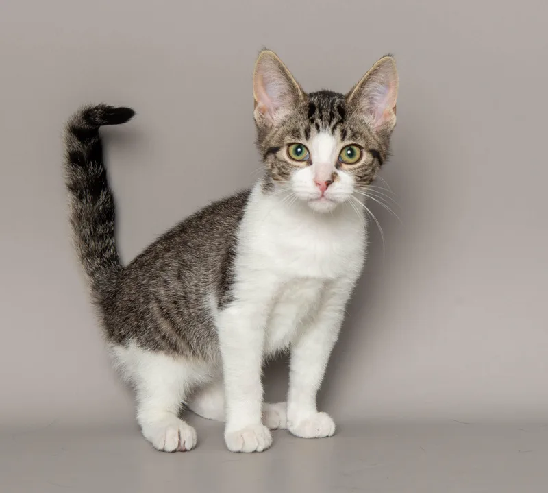 A baby medium-sized female Tabby (Brown / Chocolate) Domestic Short Hair cat named Madisyn for adoption in Wyandotte, MI