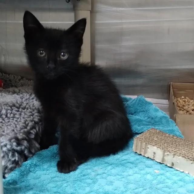 A baby small-sized male Domestic Short Hair cat named Orb for adoption in Alameda, CA