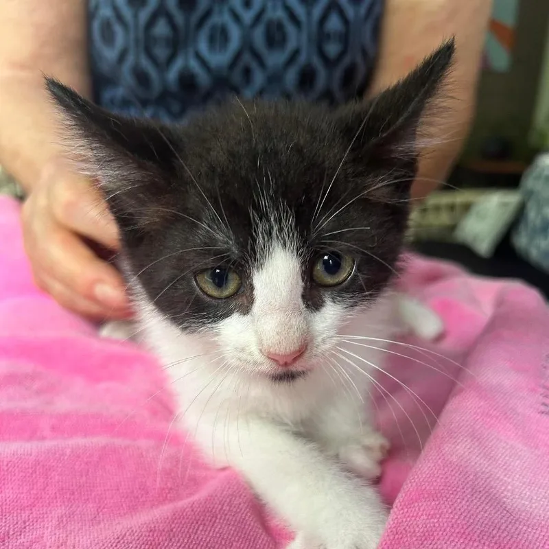 A baby small-sized male Black Domestic Short Hair cat named Milo for adoption in Bastrop, TX