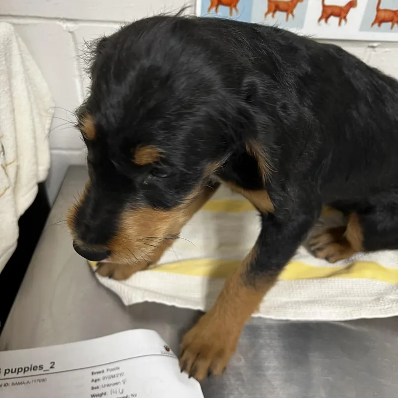 A baby medium-sized female Black Poodle dog named Pegasus for adoption in Birmingham, AL