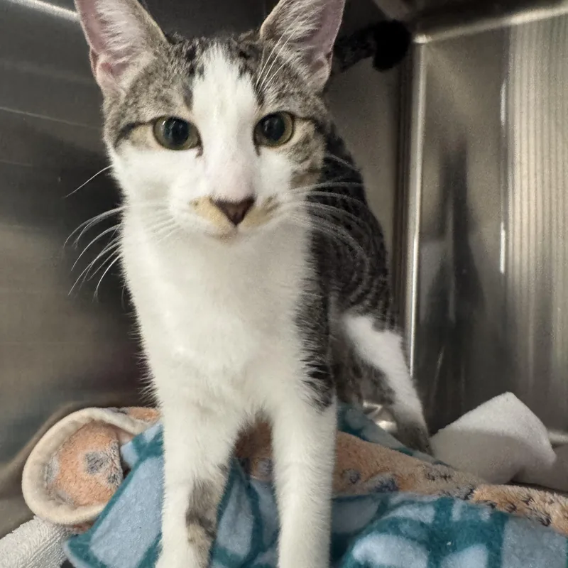 A young medium-sized female Gray / Blue / Silver Domestic Short Hair cat named Squash for adoption in Marina del Rey, CA