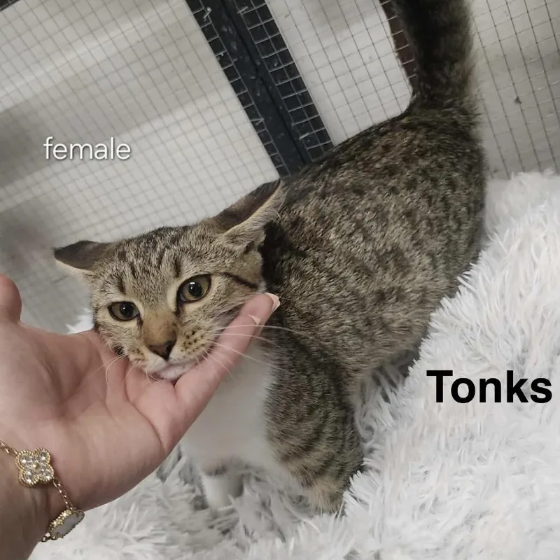 Tonks
