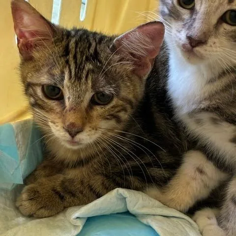 A baby small-sized male Brown / Chocolate Domestic Short Hair cat named Roni for adoption in Los Angeles, CA