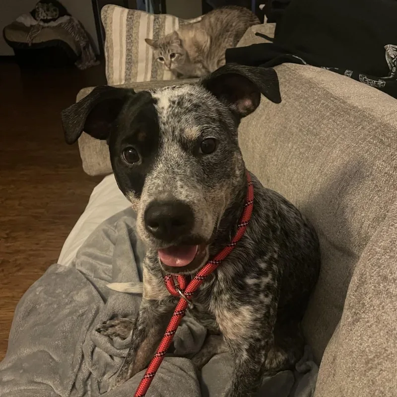 An adult medium-sized male Australian Cattle Dog / Blue Heeler dog named Remington for adoption in Bellingham, WA
