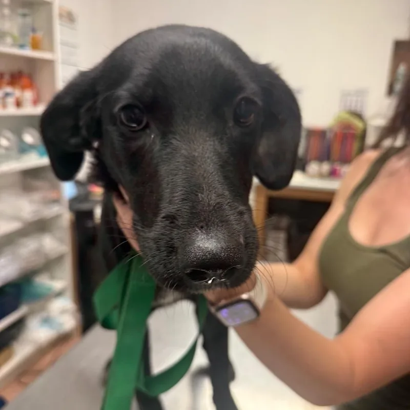 A young medium-sized female Labrador Retriever dog named Shauna Jackson for adoption in Fort Smith, AR