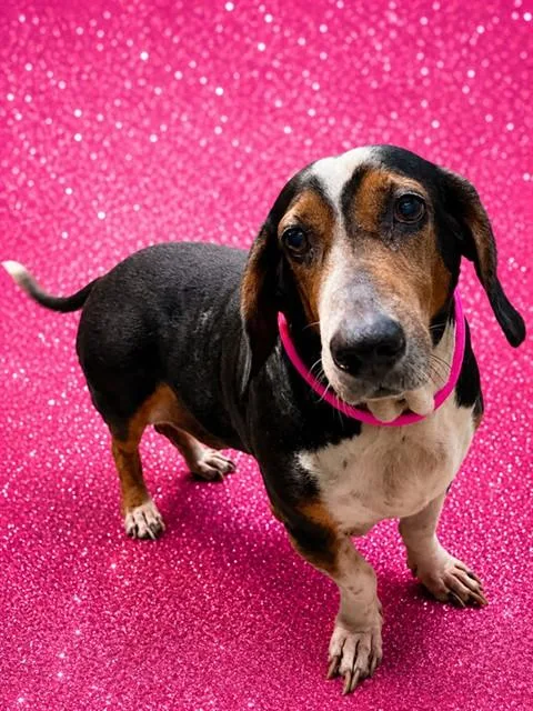 An adult large-sized male Mixed Breed dog named Arthur Morgan for adoption in Jacksonville, FL