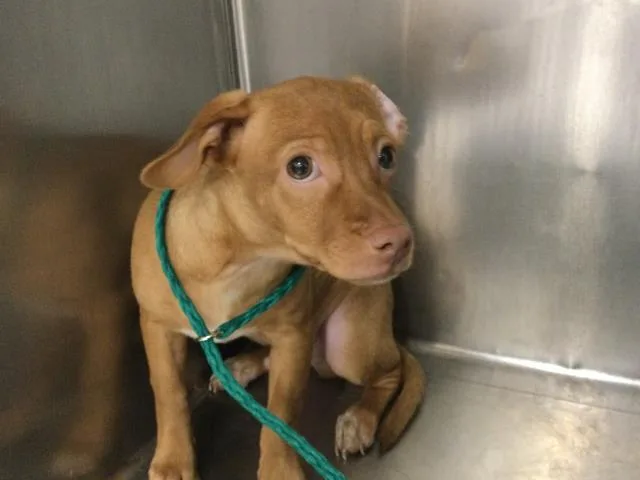 A baby small-sized male Chihuahua dog named A for adoption in Riverside, CA