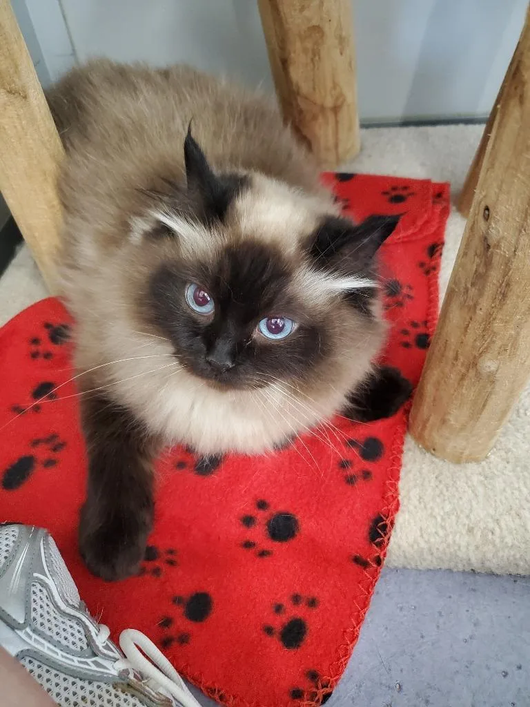 An adult large-sized female Ragdoll cat named Lilly for adoption in Rockford, IL