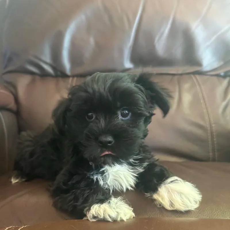 A baby small-sized male Black Yorkie Poo dog named YorkiePoo for adoption in Woodsfield, OH