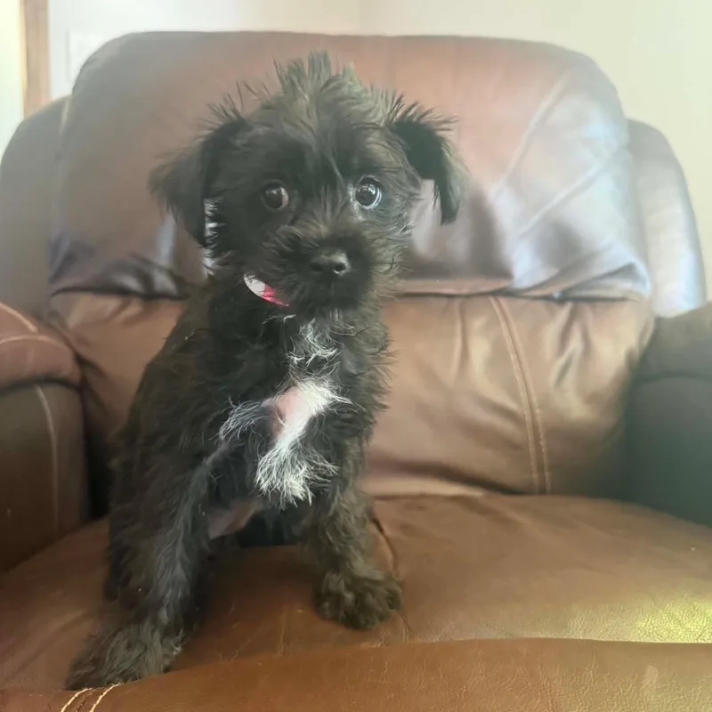 YorkiePoo thumbnail 2